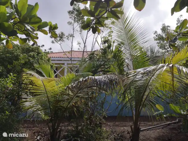 Villa Alana met privé zwembad huren in Curaçao, Banda Abou (west), Fontein - villa tuin