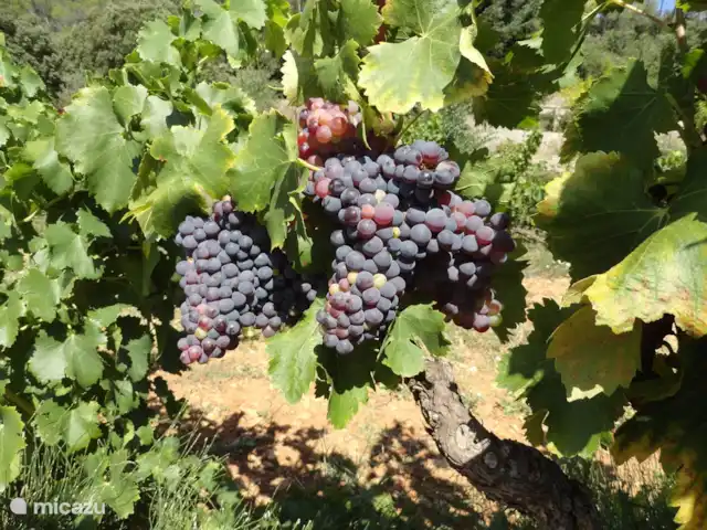 Marlin en masa en Francia, Var, Cotignac - casa vacacional al lado de la casa hay un viñedo
