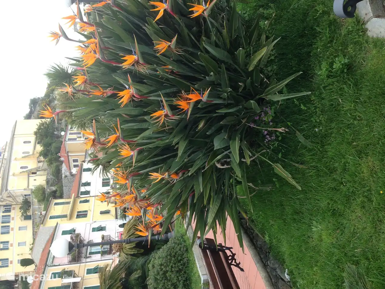Strelitzia (Paradiesvogelblume)