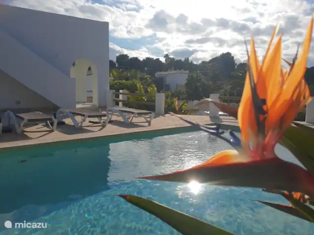 Villa Luis | Espagne, Costa Blanca, Calpe - villa perroquet