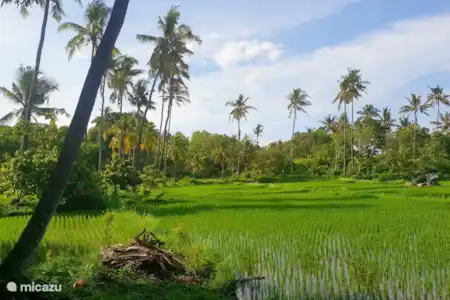 Vakantiehuis Indonesië, Bali, Dencarik villa Villa Paradise Lovina