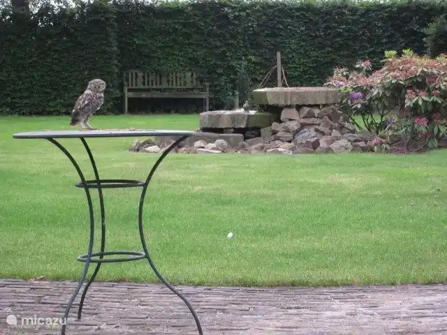 Dies ist der stolze Besitzer des Gartens ........ eine kleine Eule. Es gibt tatsächlich 2 und haben bisher jedes Jahr ein Nest von 3 oder 4 jungen Eulen. Der Sarg wird von Brabants Landschap verwaltet und jeden Monat im Mai wird der Sarg gereinigt und die Jugendlichen beringt.