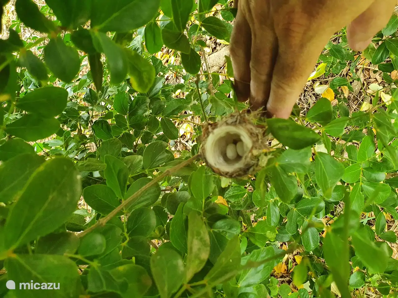 Notre premier nid de Kolibri dans le verger. Août 2022