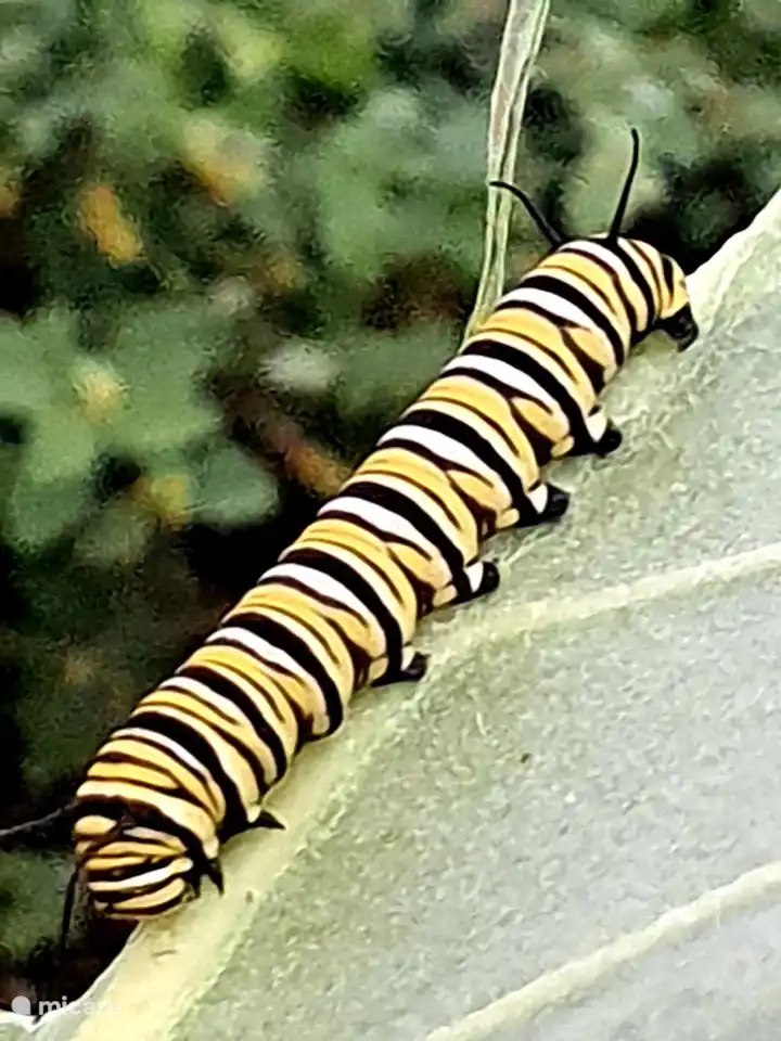 Chenille du papillon monarque dans notre verger.