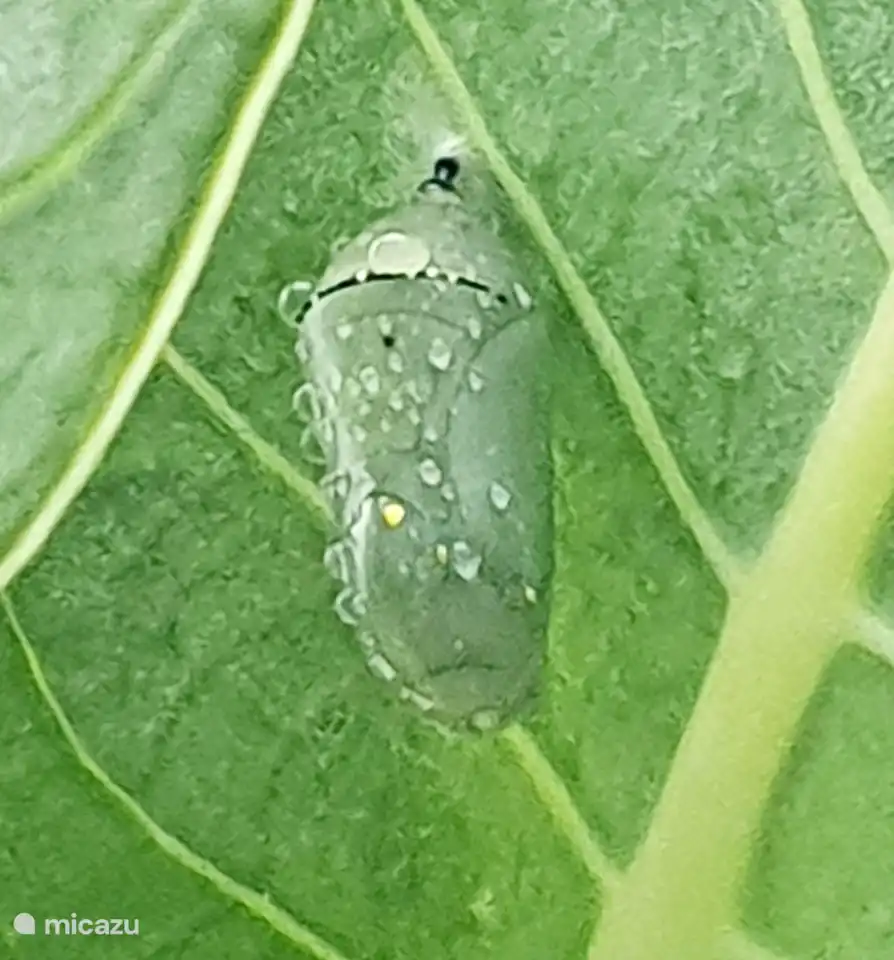 Cocon du papillon monarque dans le verger.
