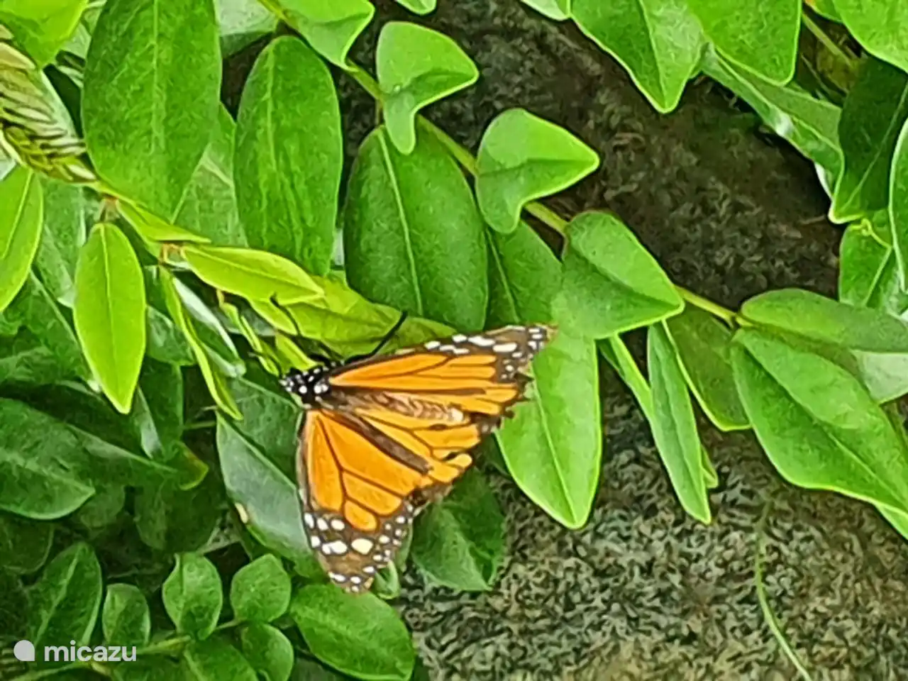 Papillon monarque sur l'usine de chaux.