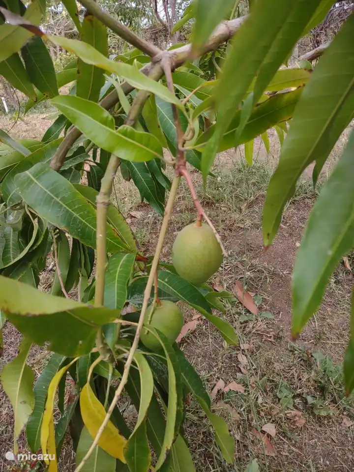 Nos premières mangues de notre verger.