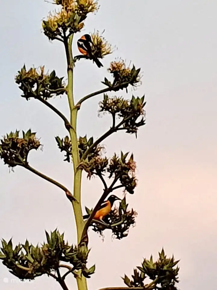 Nos beaux Trupials sur la plante d'aloès.