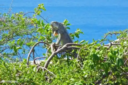 Vakantiehuis Bonaire, Bonaire, Belnem villa Cas Akuario Leguaan