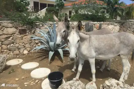 Vakantiehuis Bonaire, Bonaire, Belnem villa Cas Akuario Straatbeeld van Bonaire