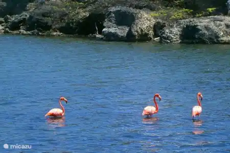 Vakantiehuis Bonaire, Bonaire, Belnem villa Cas Akuario Got meer
