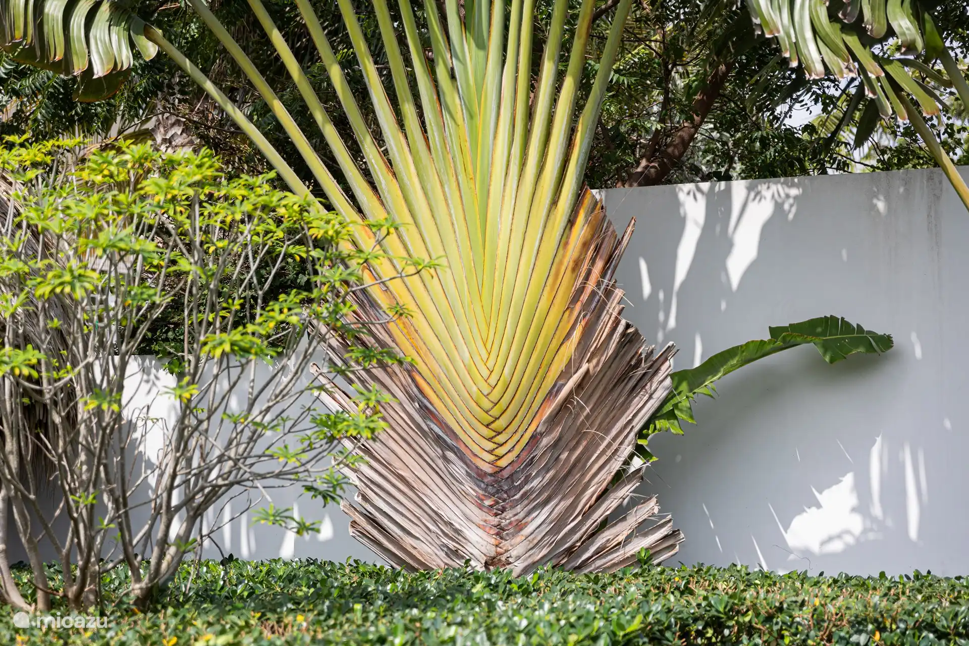 Grüner Garten für Pflanzen und Blumen