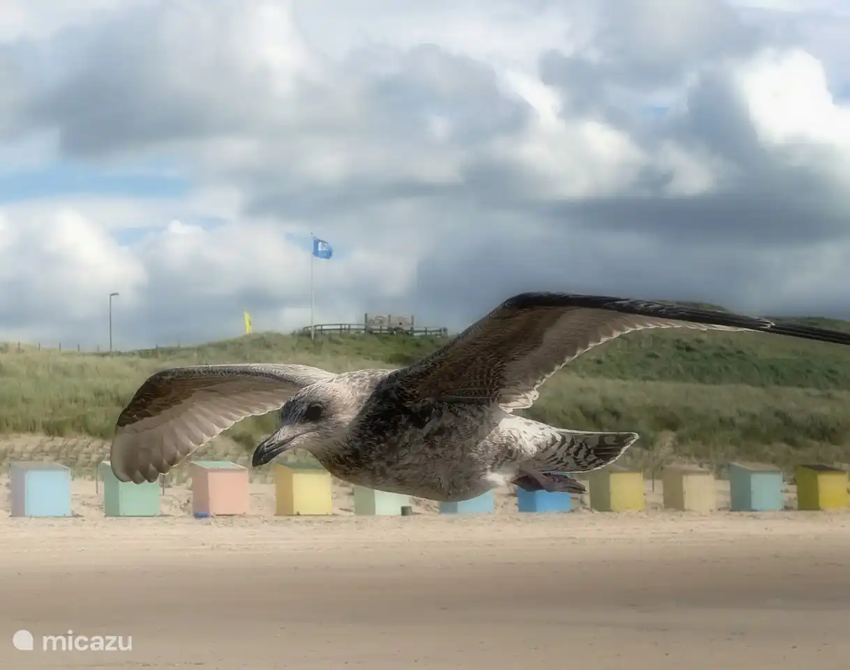 Surroundings Callantsoog