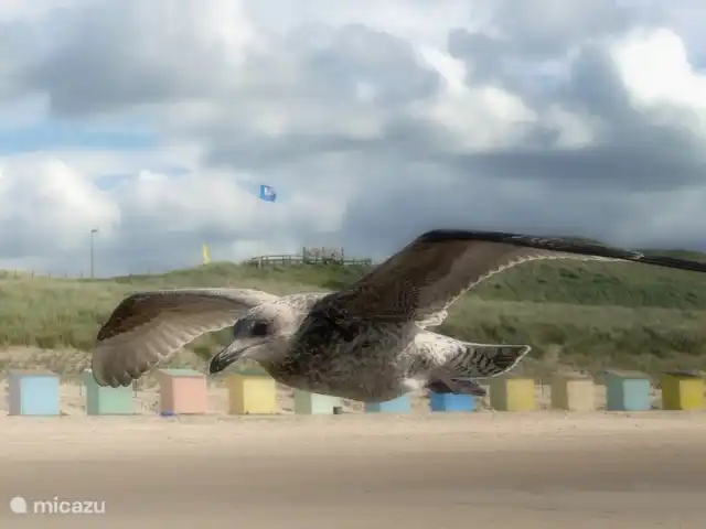 Korre 8 | Pays-Bas, Hollande du Nord, Callantsoog - maison mitoyenne Environnement Callantsoog