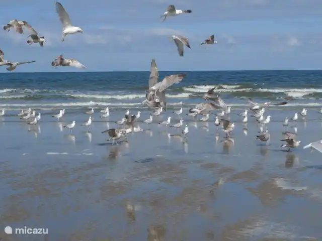Korre 16 en Países Bajos, Holanda del Norte, Callantsoog - casa paredada Área de Callantsoog