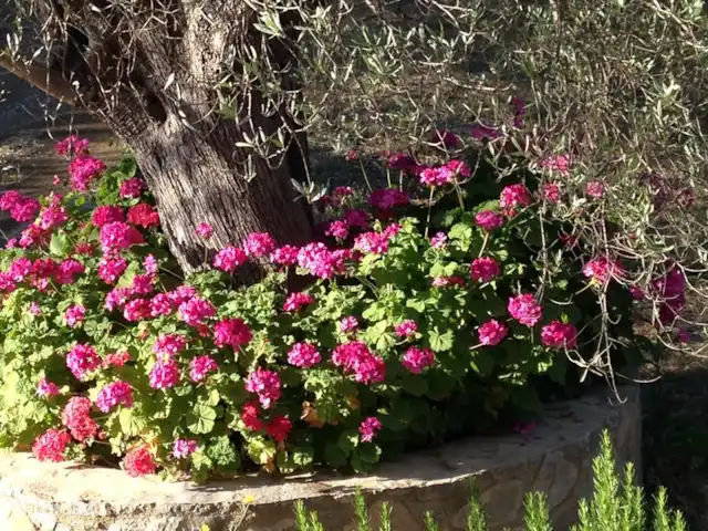 appartement huren in Griekenland, Peloponnesos, Archaia Epidavros – Goddelijk Griekenland - App. Beneden Geraniums aan de voet van Olijfboom