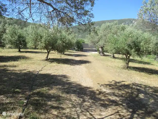 appartement huren in Griekenland, Peloponnesos, Archaia Epidavros – Goddelijk Griekenland - App. Beneden