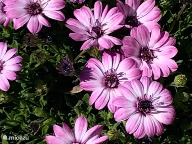 Casa Lucía en España, Andalucía, Canillas de Aceituno - villa Jardín