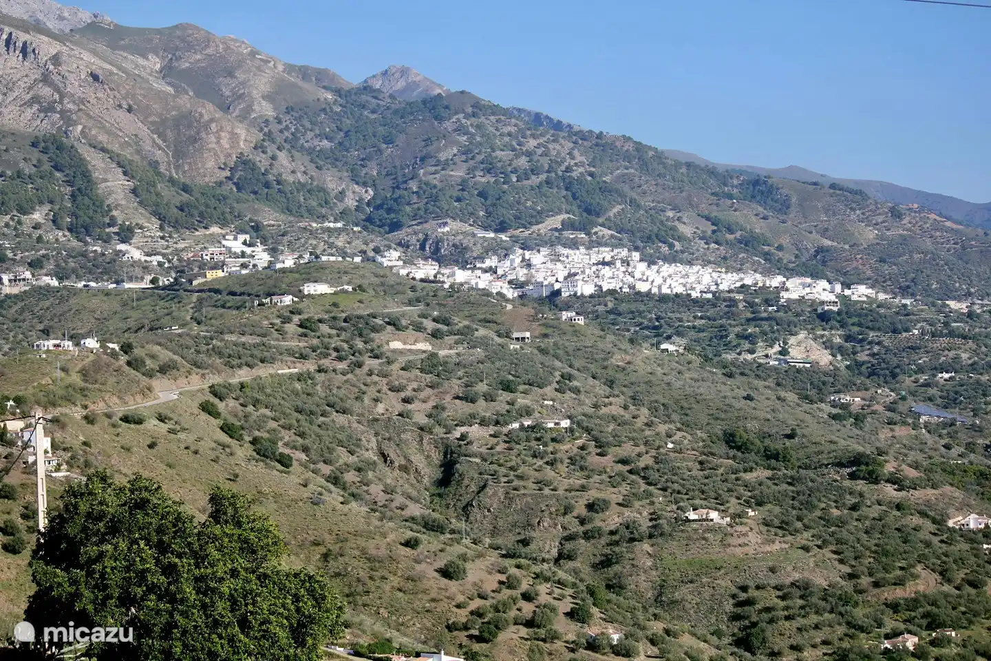 Canillas de aceituno