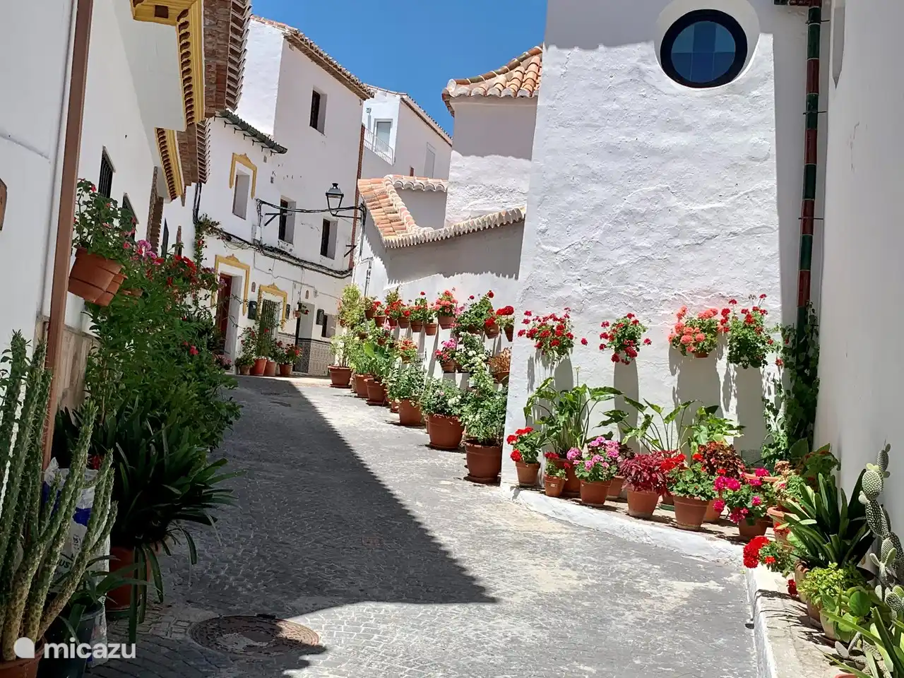 Canillas de aceituno