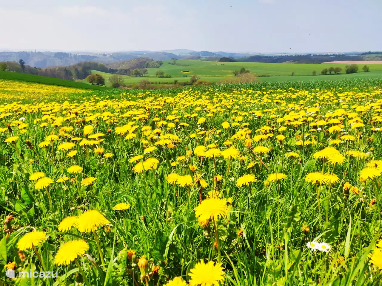 Prado detrás de la casa