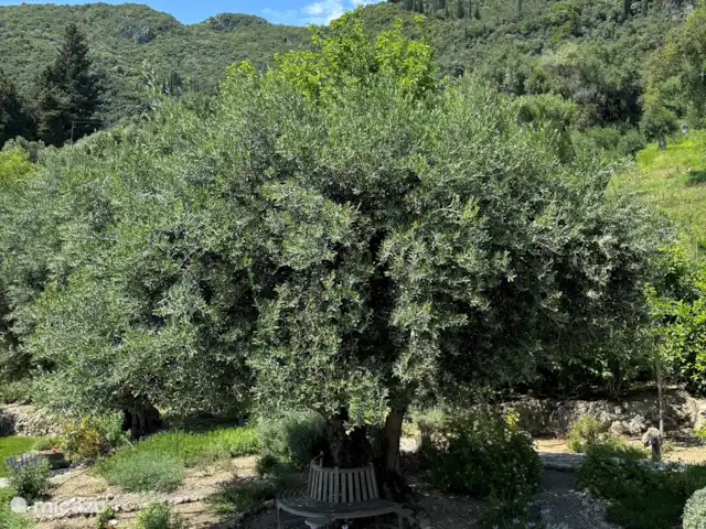 Spiti Espède | Grèce, Corfou, Agios Markos - maison de vacances Olivier