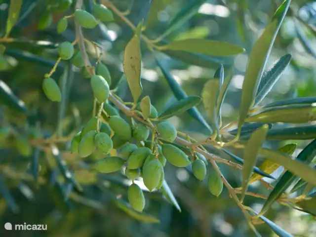 Spiti Espède | Grèce, Corfou, Agios Markos - maison de vacances Olives