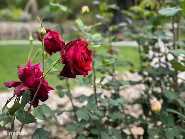 Spiti Espède | Grèce, Corfou, Agios Markos - maison de vacances Jardin