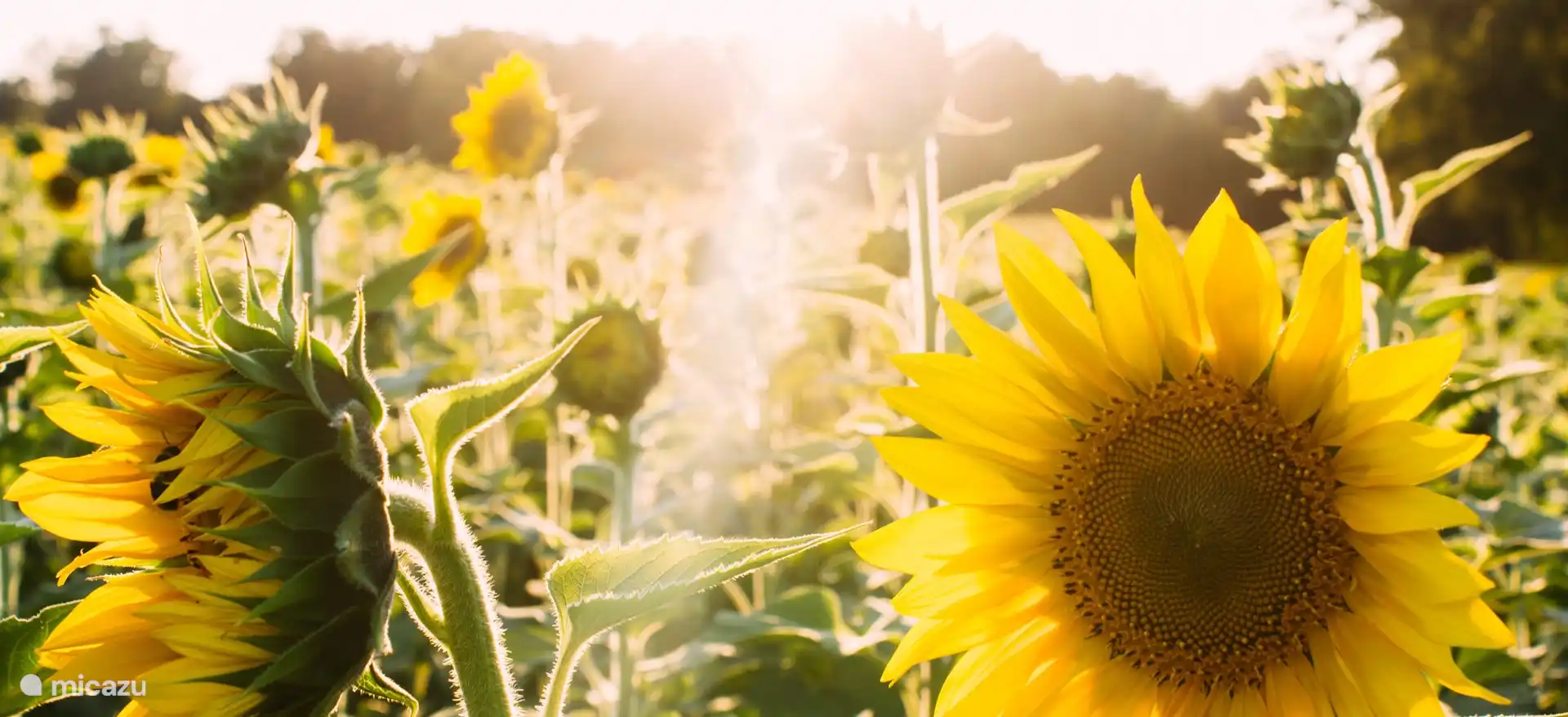 Unendliche Sonnenblumenfelder
