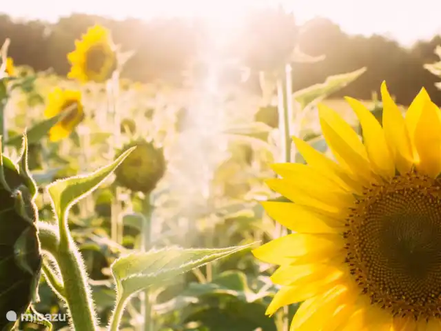 casa vacacional en Francia, Lot, Flaugnac – ¡Bulle, para los amantes del vino! Interminables campos de girasoles