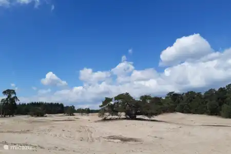 Sahara