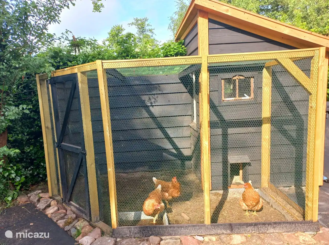 Lies, Loes, Suus, Saar en Twix , onze scharrelkippen, strooivoer aanwezig.
