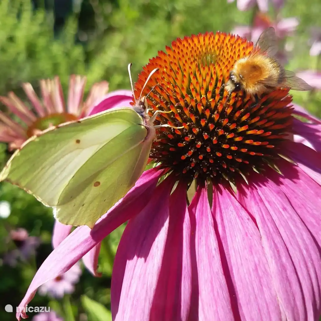 Bijen, vlinders en veel vogels in de tuin.
