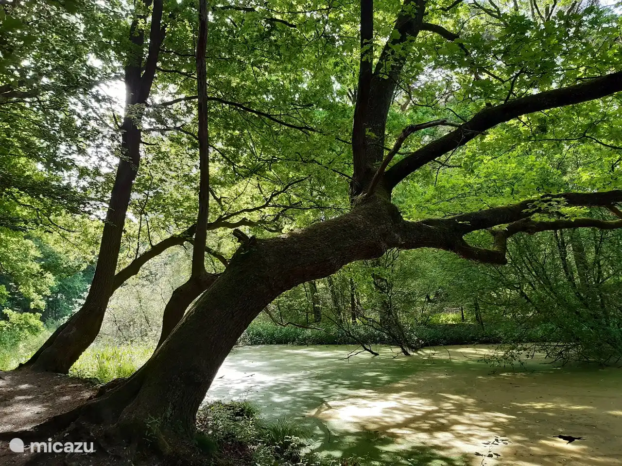 Wandelen bij de Steile Oever
