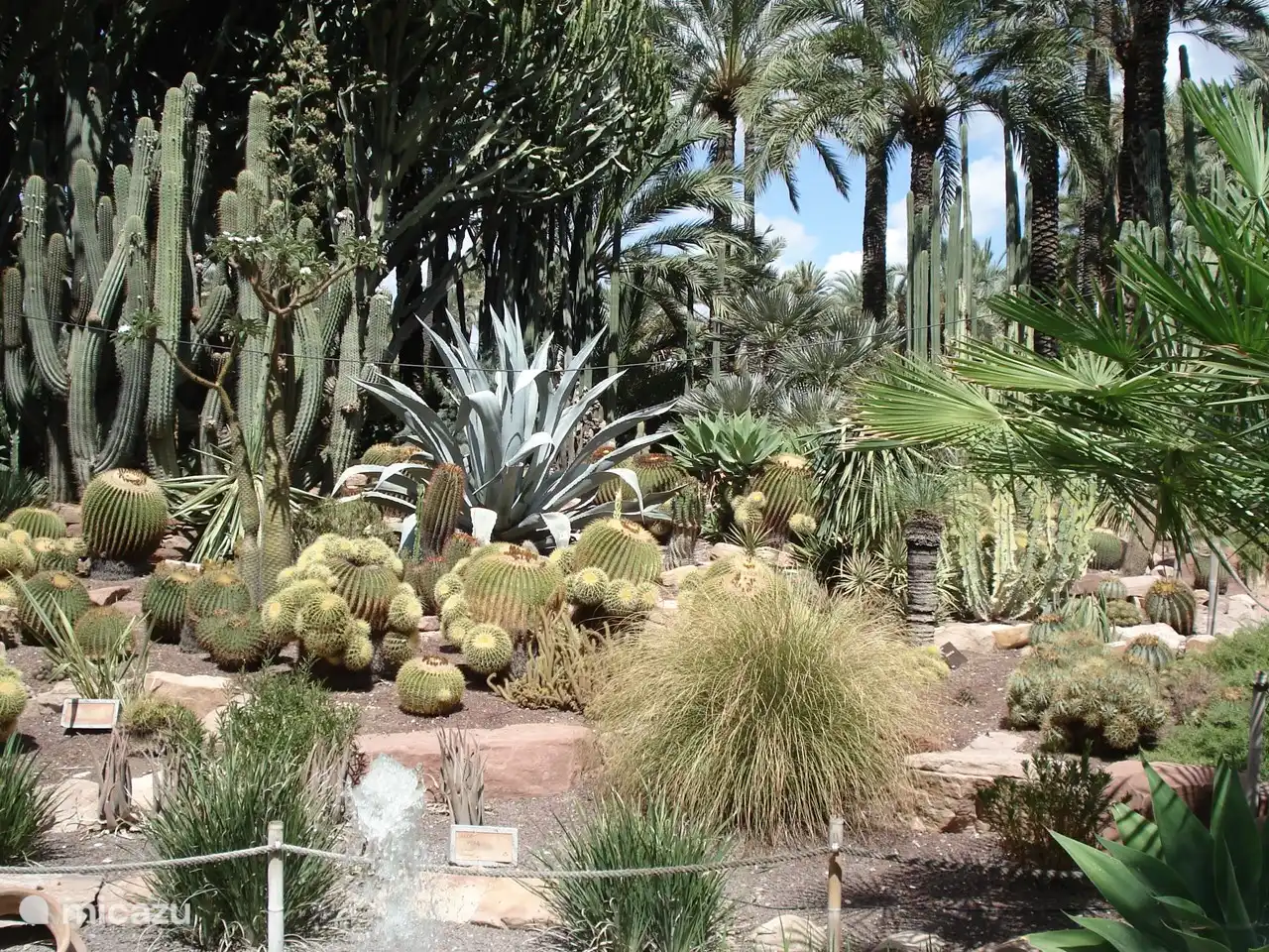 cactus and palm garden Elche