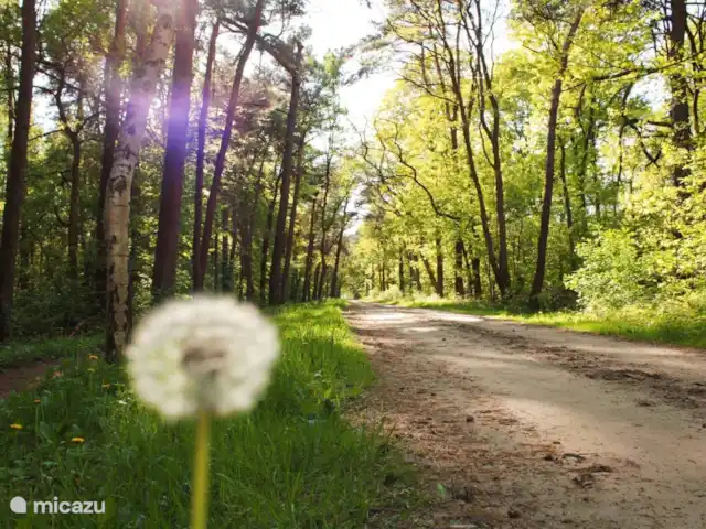 Nature Maison Break Rien | Pays-Bas, Gueldre, Zelhem - maison de vacances