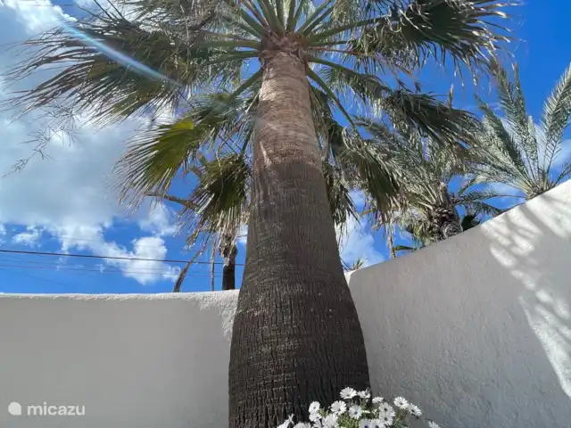 Casa Amarilla | Espagne, Costa Blanca, Benissa - villa Palmier