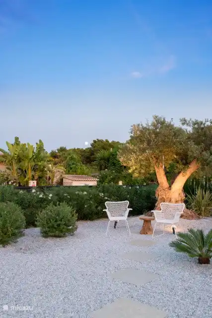 Our beautiful old olive tree.