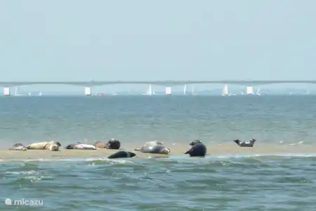 Vakantiehuis Nederland, Zeeland, Sint Maartensdijk vakantiehuis Hotel KOM!