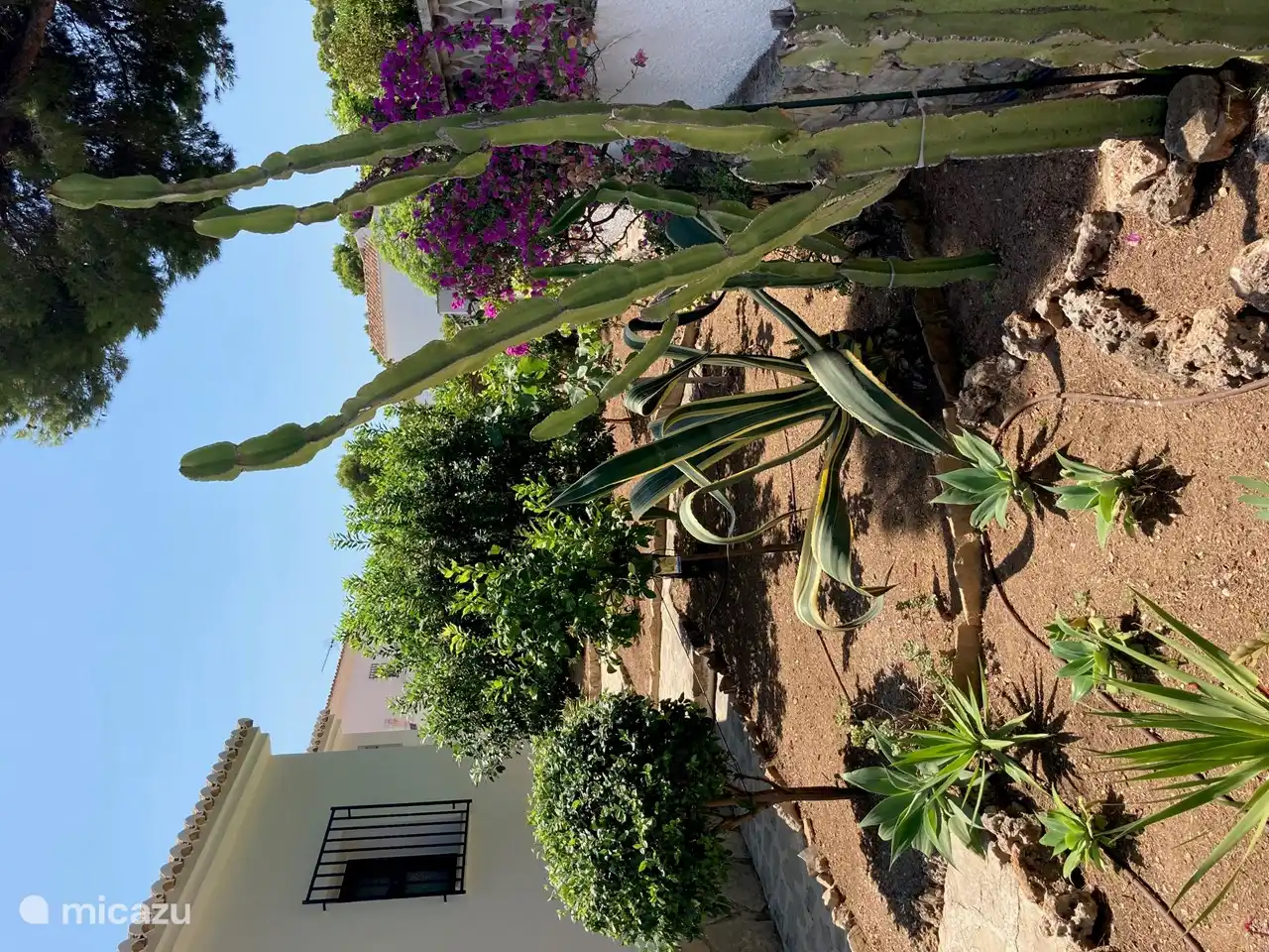 Kakteen gedeihen in diesem sonnigen Klima!