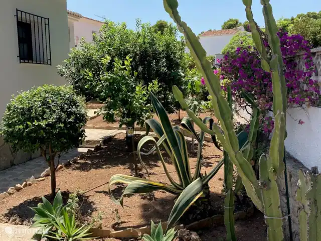 Villa Uno Más en España, Costa Blanca, Moraira - villa ¡A los cactus les va muy bien en este clima soleado!