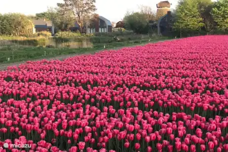 Vakantiehuis Nederland, Noord-Holland, Egmond aan den Hoef vakantiehuis Zeester Egmond