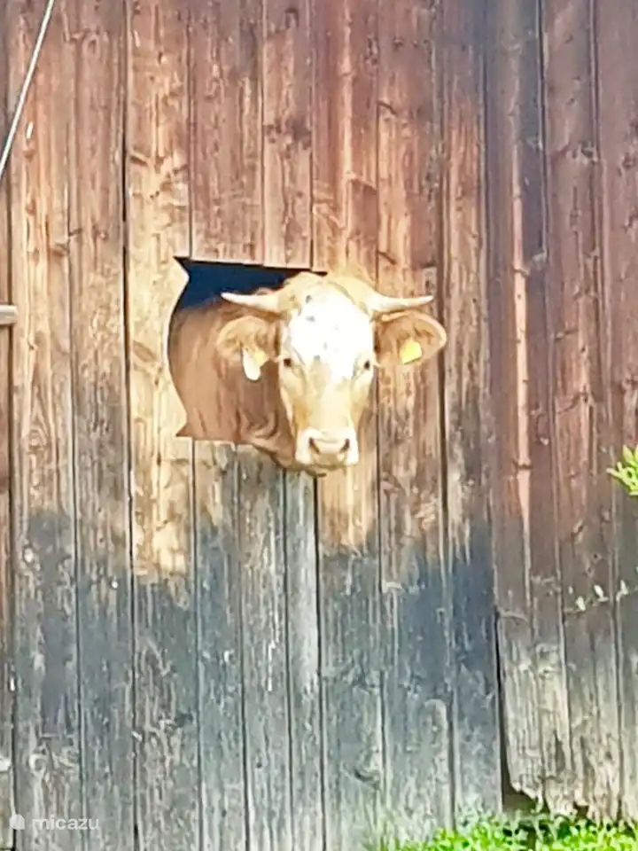 Sie können diese schöne Szene auf mehreren Bauernhöfen im Dorf sehen. Neugierige Kühe, die gerne zu Besuch kommen, wenn man vorbeigeht :-)