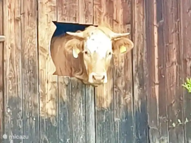 Haus Romsicht Karinthië huren in Oostenrijk, Karinthië, Kerschdorf/Nötsch - vakantiehuis Bij meerdere boerderijen in het dorp zie je dit mooie tafereel. Nieuwschierige koeien die graag even komen buurten als je langsloopt :-)