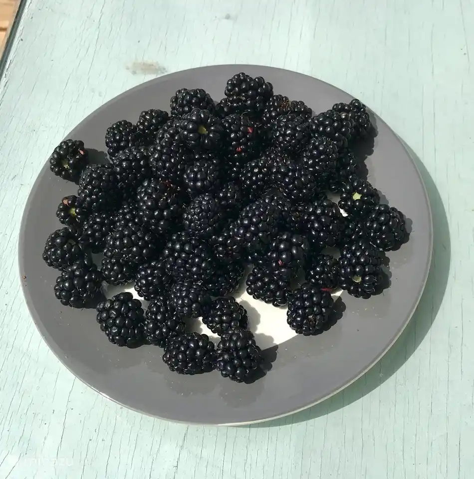 Frische Beeren. Sind sie reif? Pflücken Sie sie frisch für Ihr Frühstück oder den Snack zwischendurch