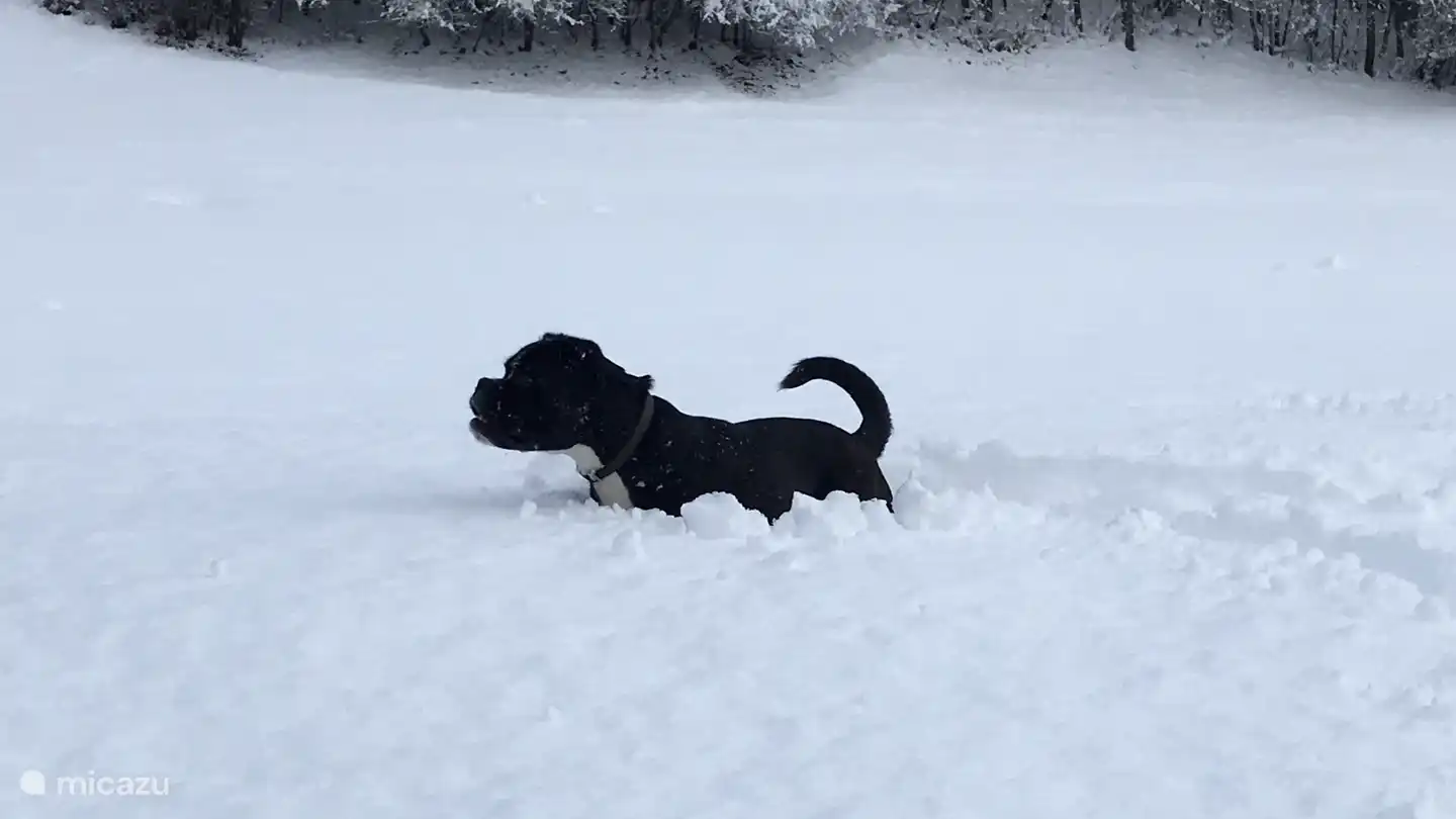 Spaß im Schnee für Mensch und Tier :-) Was gibt es Schöneres, als durch den frischen Schnee zu laufen!