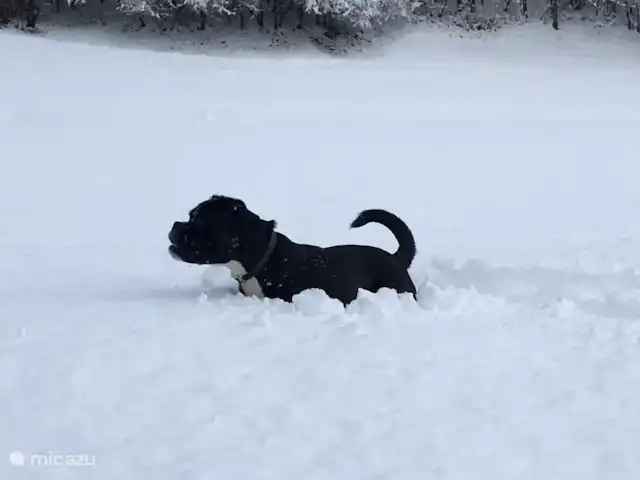 Haus Romsicht Karinthië huren in Oostenrijk, Karinthië, Kerschdorf/Nötsch - vakantiehuis Sneeuwpret voor mens en dier :-) Wat is er nu fijner dan heerlijk rennen door de verse sneeuw!