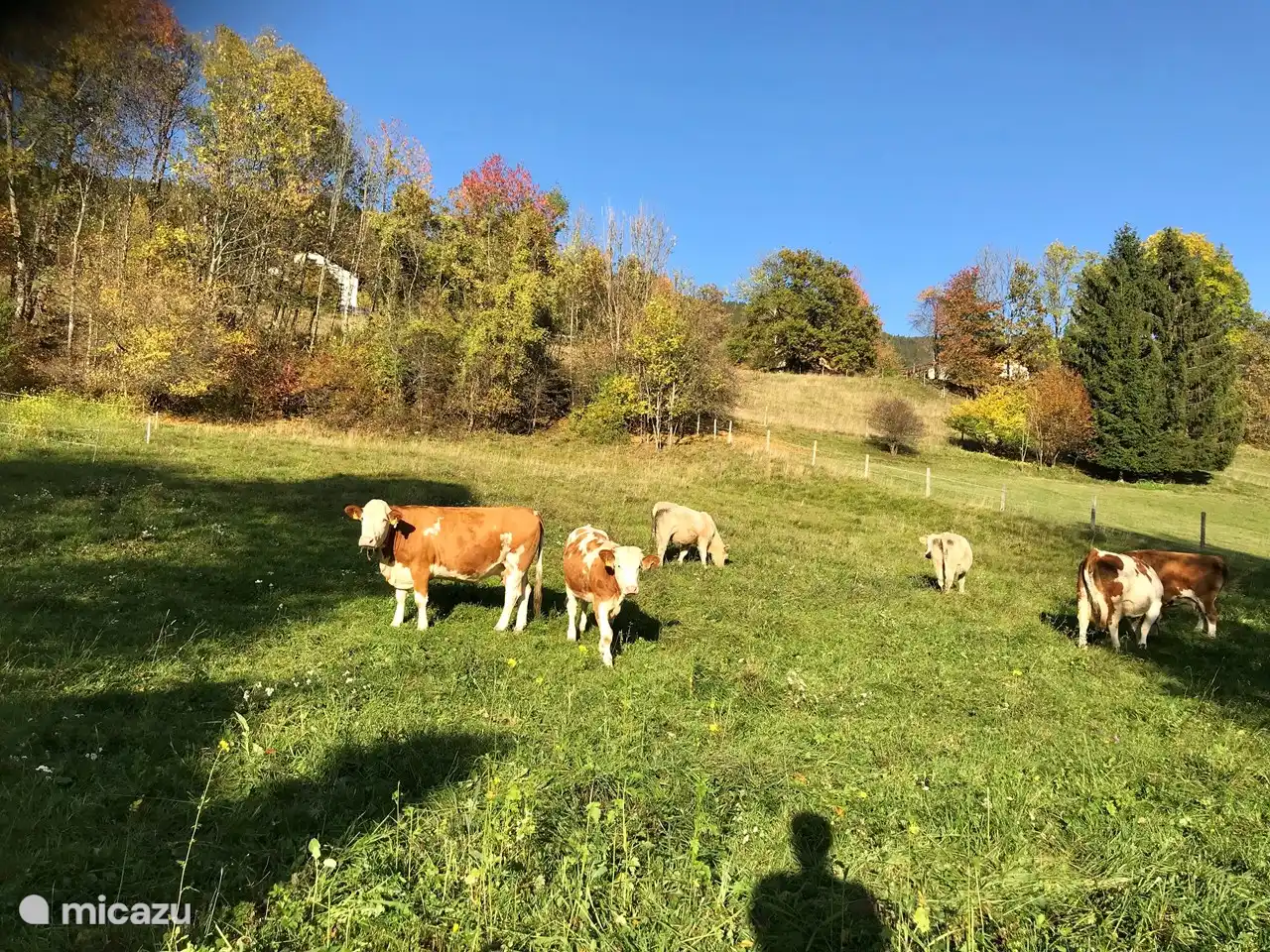 Um das Haus herum ist eine Wiese, auf der manchmal Kühe, Ziegen oder Schafe grasen