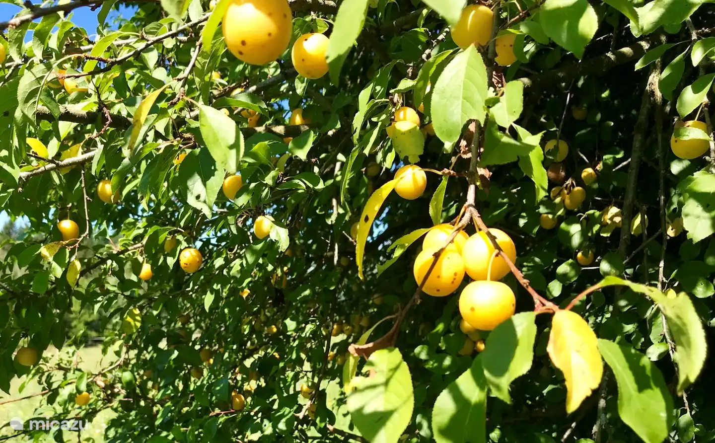 Der Marillenboom, leckere Früchte zum pur essen oder zum Schnaps machen oder ähnliches. Sind sie reif, wenn du hier bist? Fühlen Sie sich frei, sie zu pflücken und zu essen!