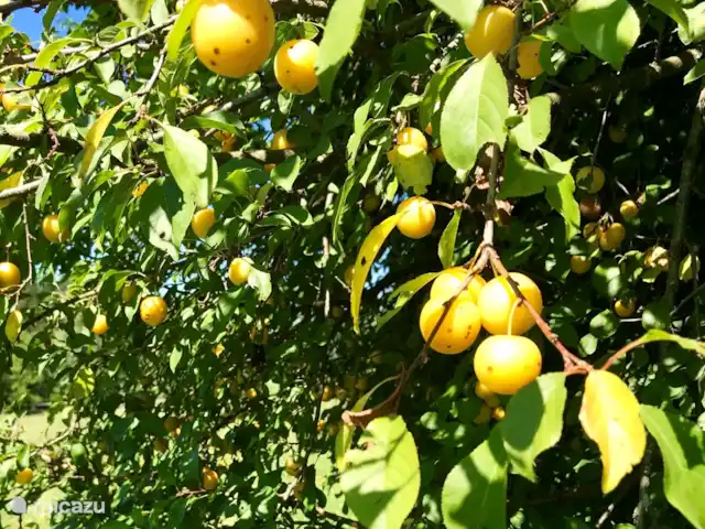Haus Romsicht Karinthië huren in Oostenrijk, Karinthië, Kerschdorf/Nötsch - vakantiehuis De Marillenboom, heerlijke vruchten om zo te eten of Schnaps oid van te maken. Zijn ze rijp als je hier bent? pluk en eet ze gerust!